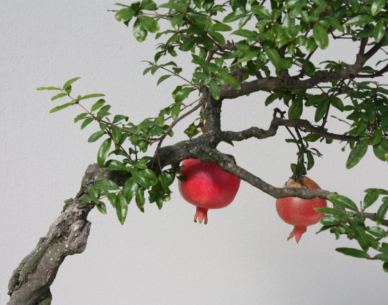 Two red pomegranate fruits growing on a branch of a bonsai tree.